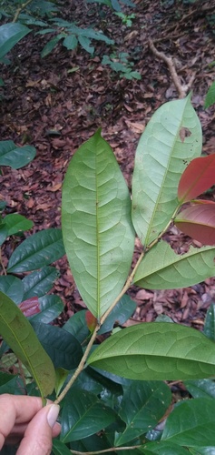 Sacoglottis gabonensis — photo