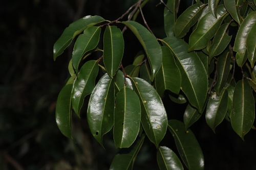 Sacoglottis guianensis (Sand dukuria) — photo