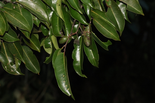 Sacoglottis guianensis (Sand dukuria) — photo