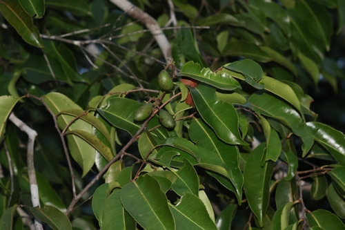 Sacoglottis guianensis