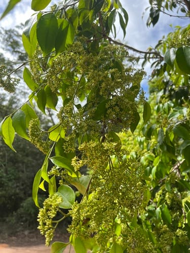 Sacoglottis mattogrossensis var. subintegra — photo