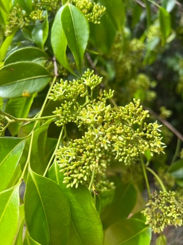Sacoglottis mattogrossensis var. subintegra — photo
