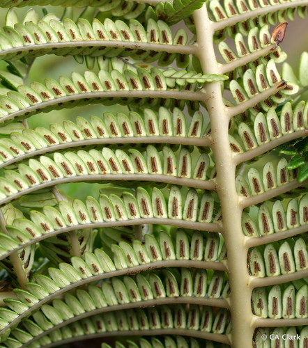 Sadleria cyatheoides ('Ama'u) — photo