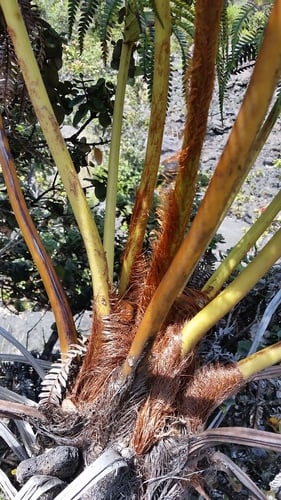 Sadleria cyatheoides ('Ama'u) — photo