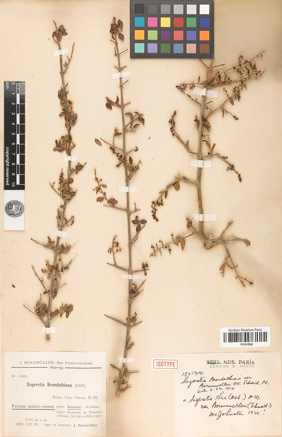 Sageretia brandrethiana