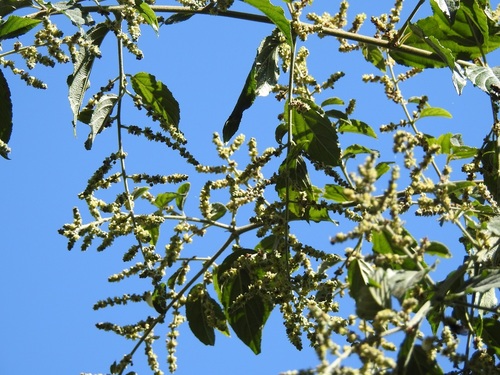 Sageretia elegans (Cambuiti) — photo
