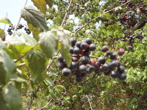 Sageretia elegans (Cambuiti) — photo