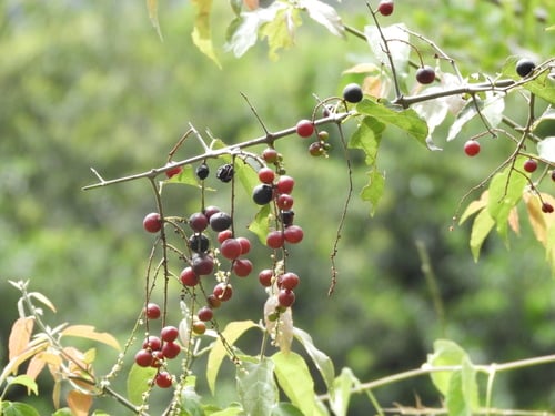 Sageretia elegans