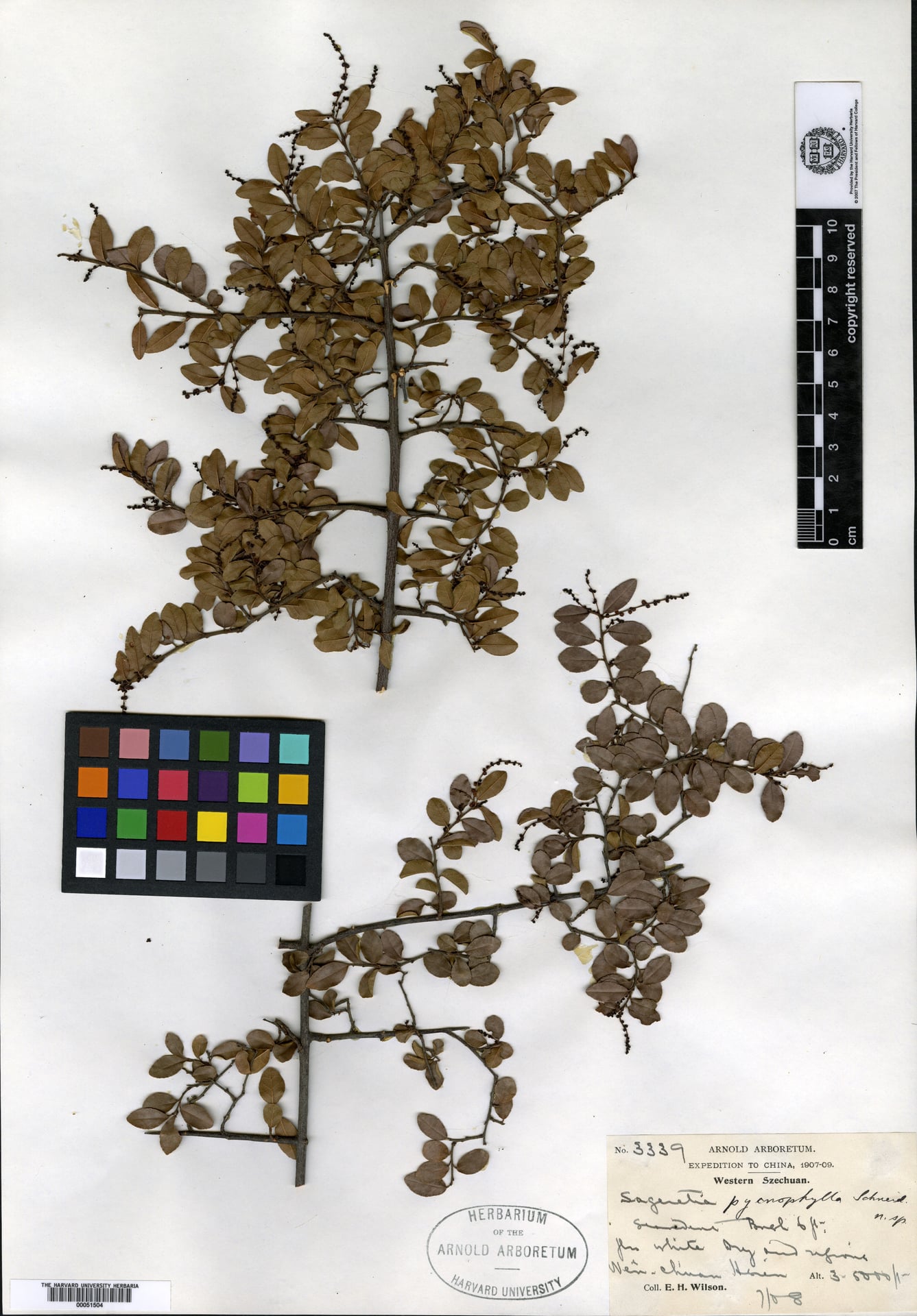 Sageretia pycnophylla — photo