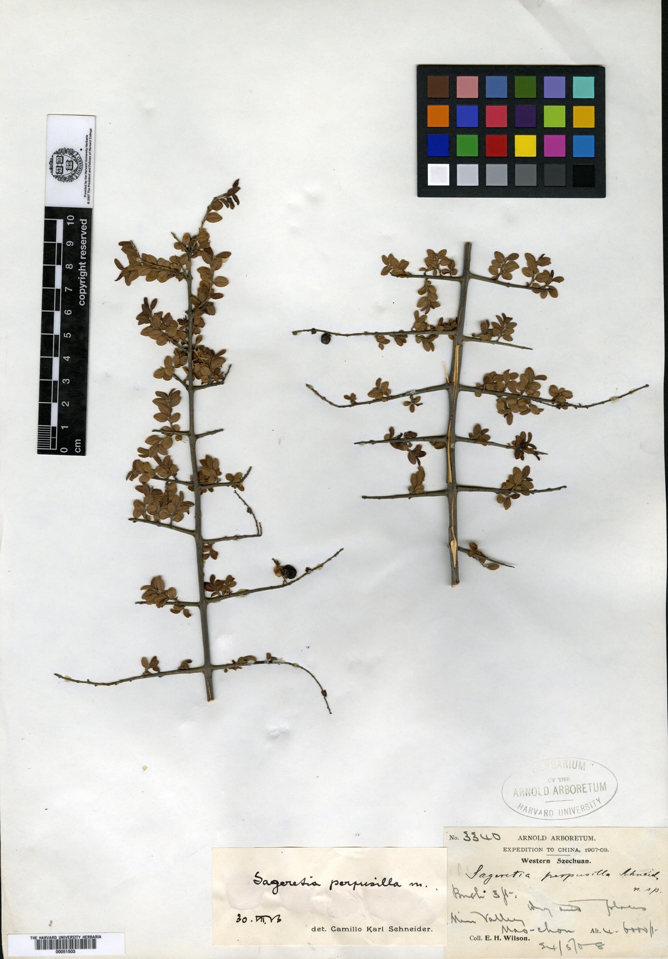 Sageretia pycnophylla