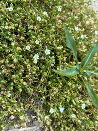 Sagina japonica (Japanese Pearlwort) — photo
