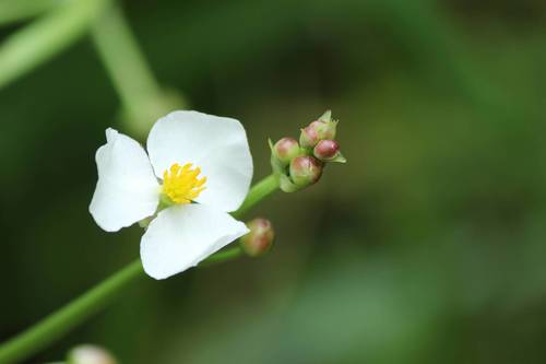 Sagittaria aginashi — photo