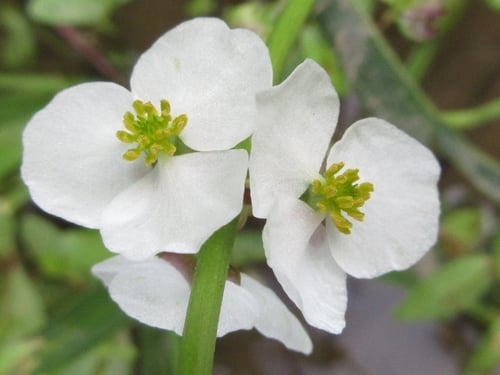 Sagittaria aginashi