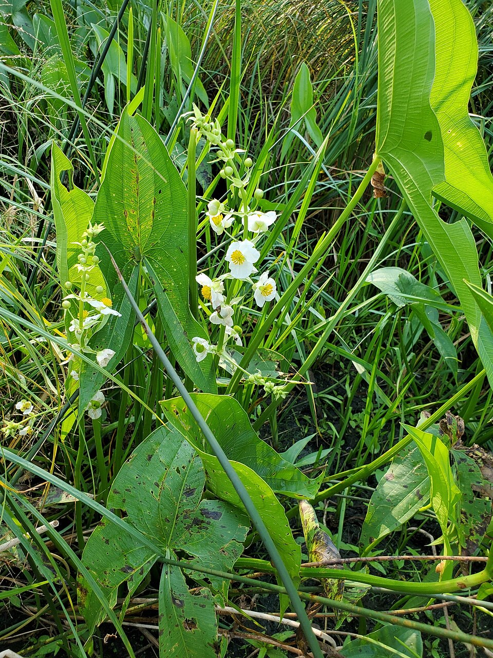 Sagittaria brevirostra (Short-beak Arrowhead) — photo