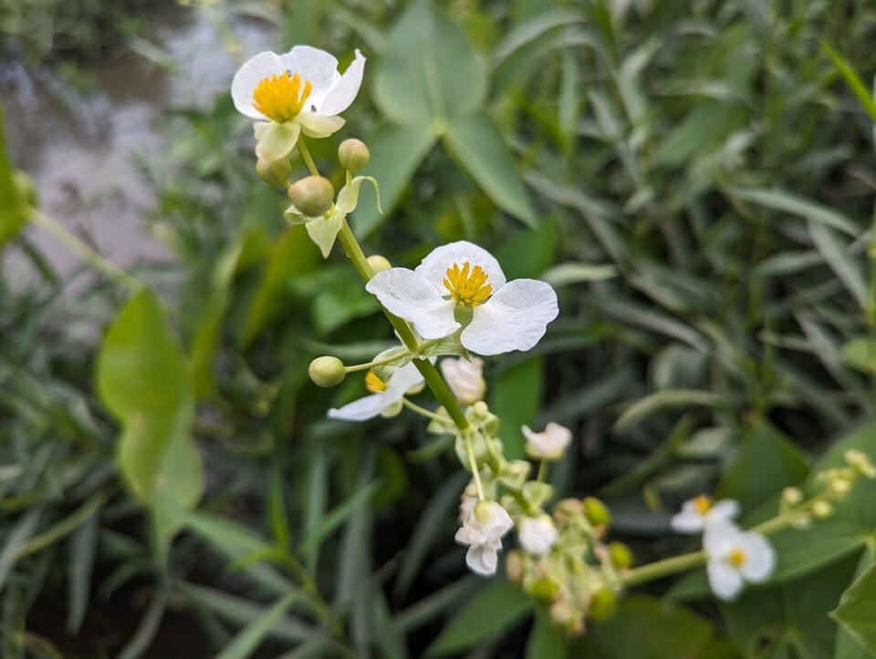 Sagittaria brevirostra
