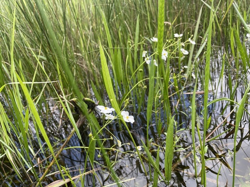 Sagittaria graminea (Chinese arrowhead) — photo