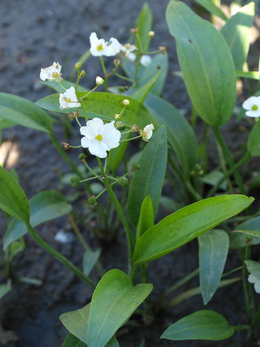 Sagittaria graminea (Chinese arrowhead) — photo