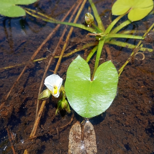 Sagittaria guayanensis (Arrowhead) — photo