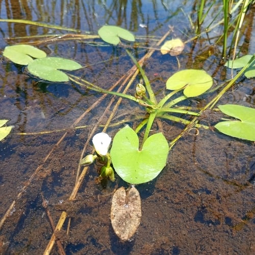 Sagittaria guayanensis (Arrowhead) — photo