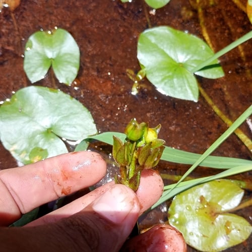 Sagittaria guayanensis