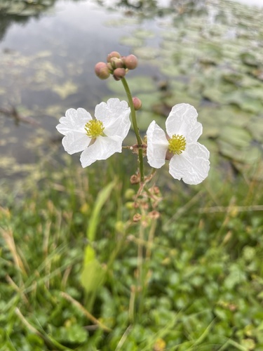 Sagittaria lancifolia subsp. media (Arrowhead) — photo