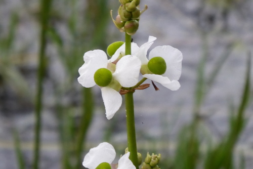 Sagittaria lancifolia subsp. media (Arrowhead) — photo
