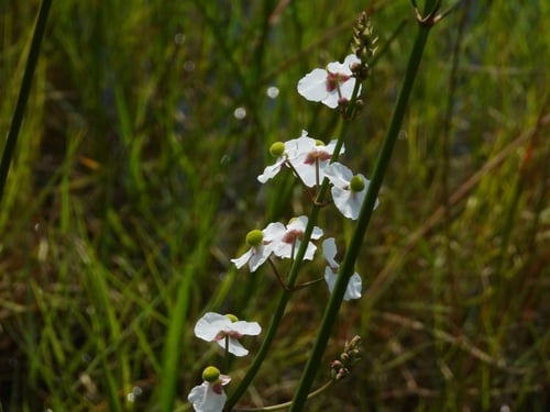 Sagittaria lancifolia subsp. media