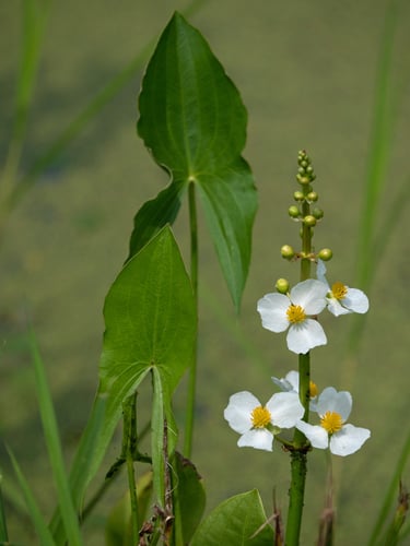 Sagittaria latifolia