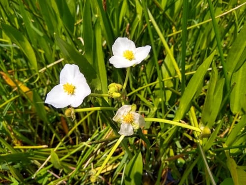 Sagittaria macrophylla (Acuitlacpalli) — photo