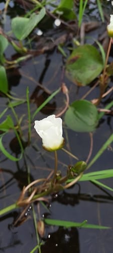 Sagittaria rhombifolia (Doi) — photo