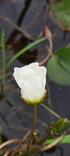 Sagittaria rhombifolia (Doi) — photo
