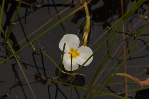 Sagittaria rhombifolia