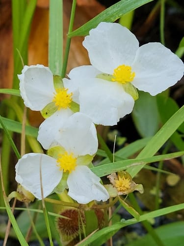 Sagittaria rigida (Sessilefruit Arrowhead) — photo