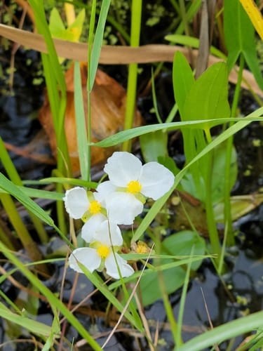 Sagittaria rigida (Sessilefruit Arrowhead) — photo