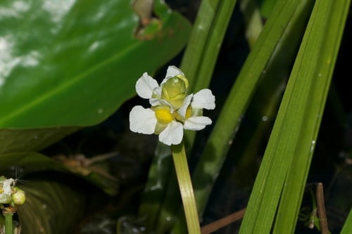 Sagittaria rigida