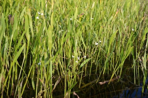 Sagittaria sagittifolia (Arrowhead) — photo