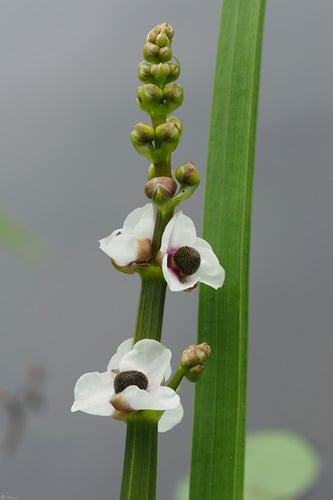 Sagittaria sagittifolia