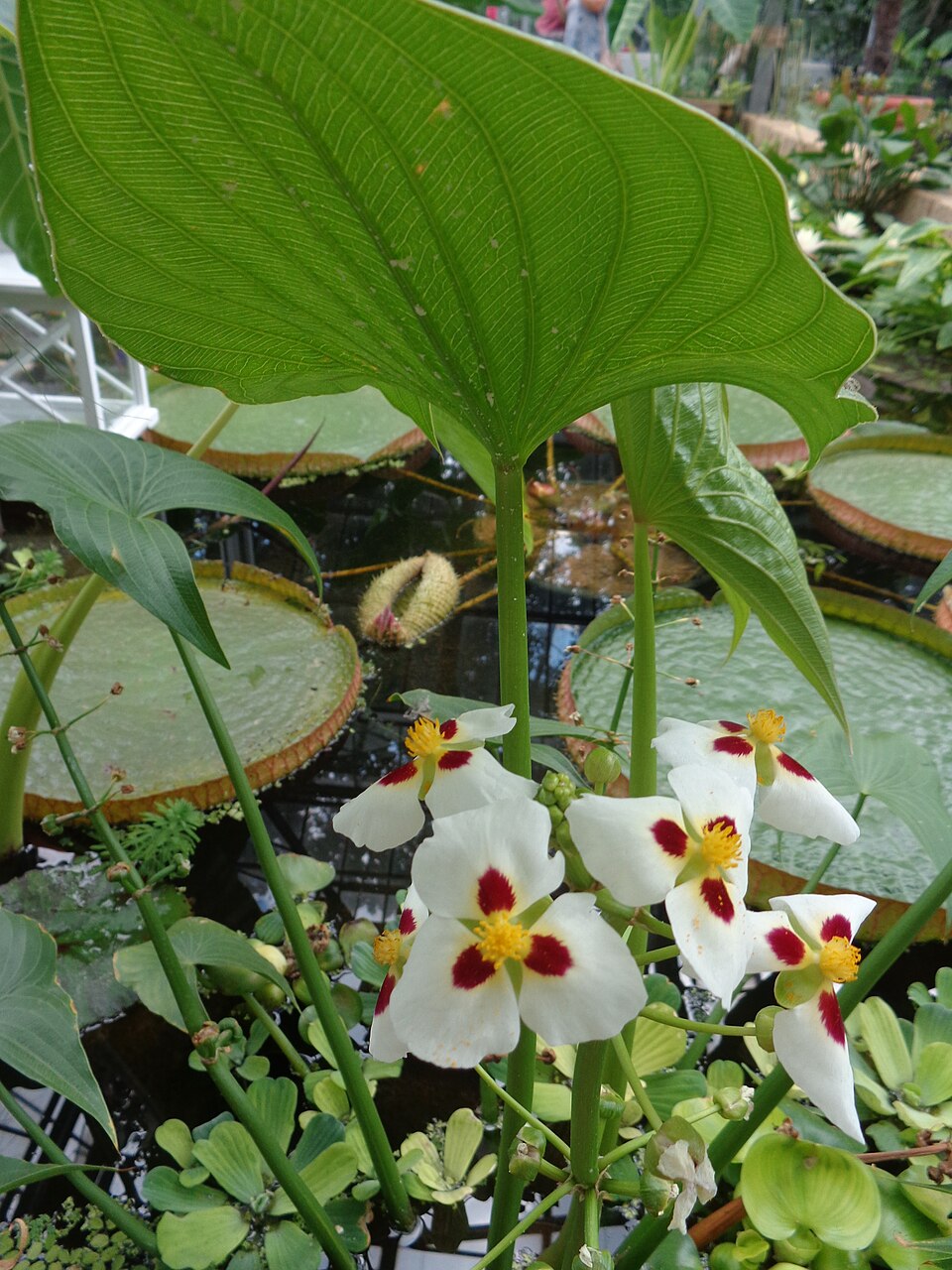 Sagittaria sp. — photo