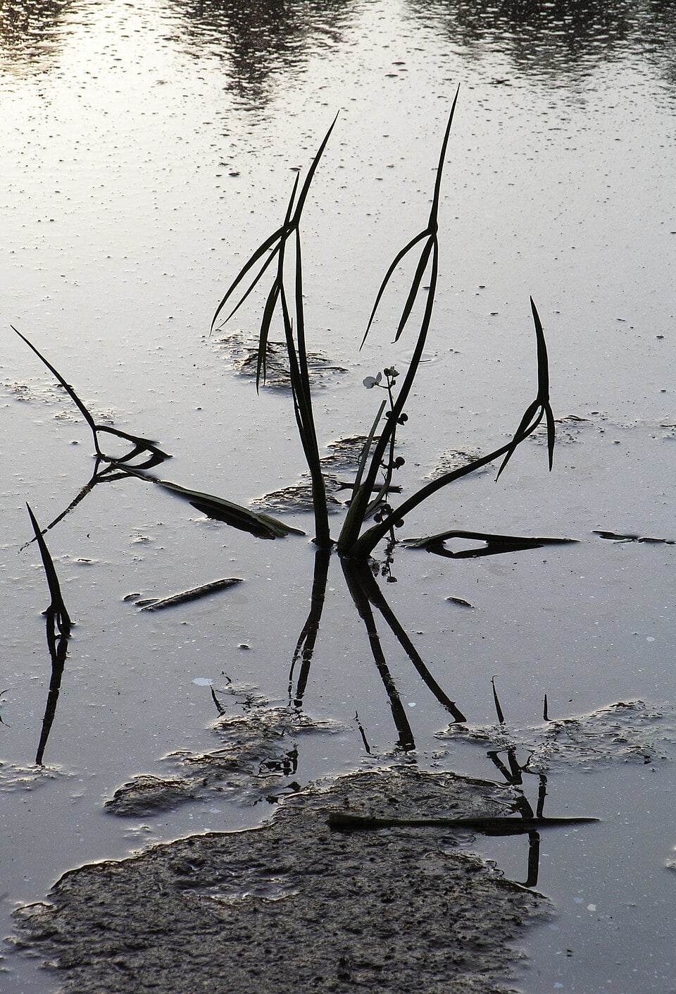 Sagittaria sp.