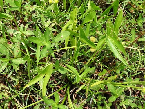 Sagittaria trifolia (Arrowhead) — photo