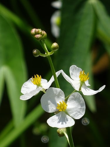 Sagittaria trifolia (Arrowhead) — photo
