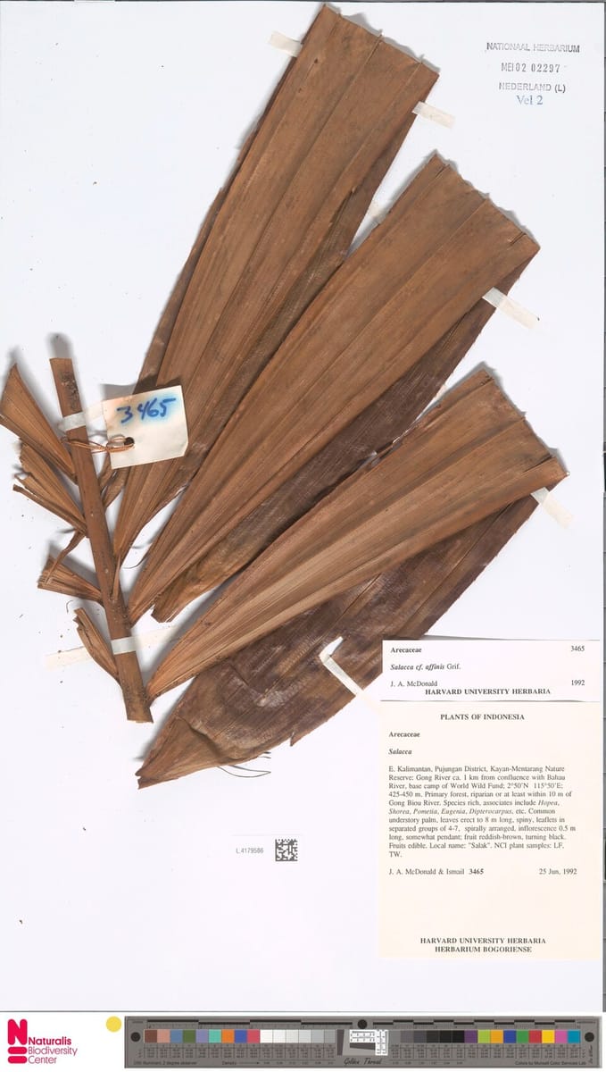 Salacca affinis (Linsum palm) — photo