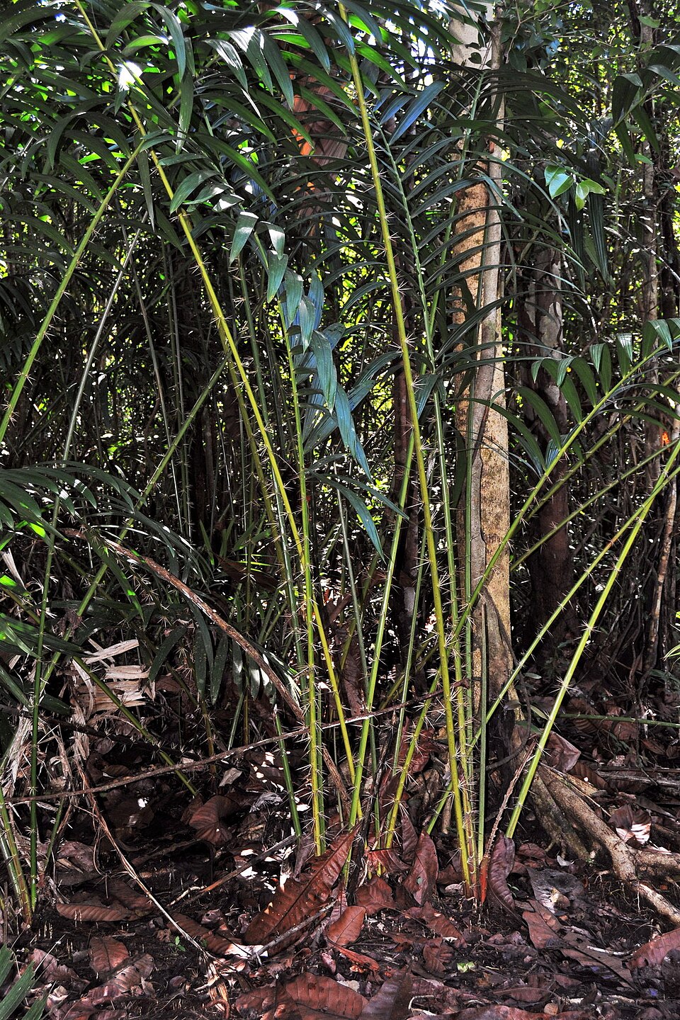 Salacca conferta — photo