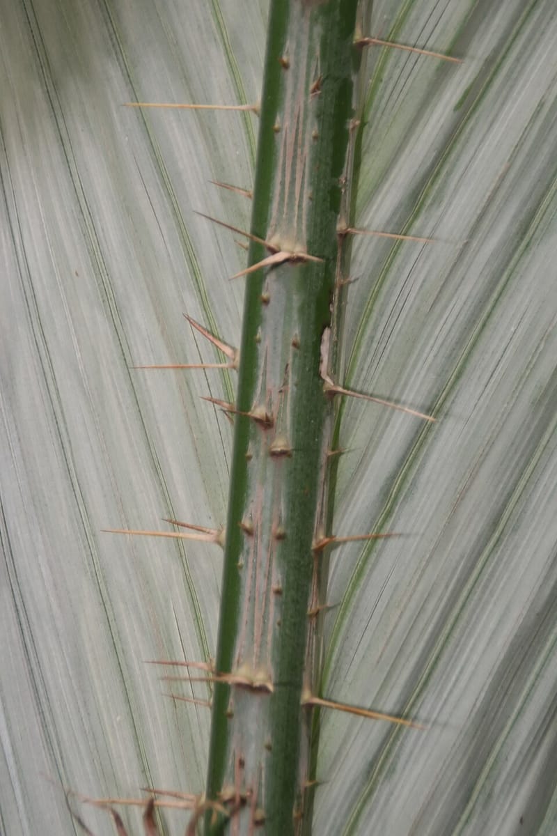 Salacca magnifica (Red salak palm) — photo