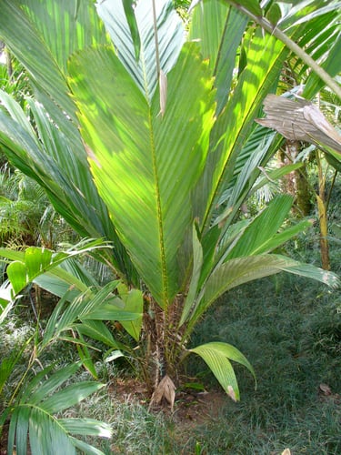 Salacca magnifica