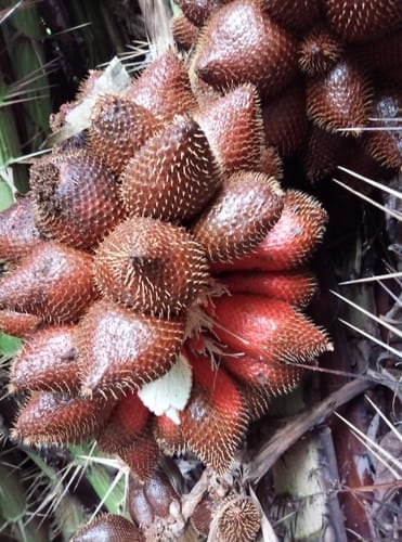 Salacca wallichiana (Rakum palm) — photo
