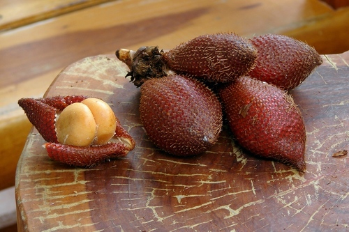 Salacca wallichiana