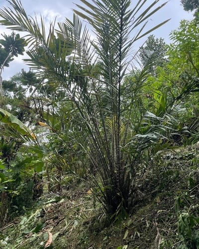 Salacca zalacca (Salak palm) — photo