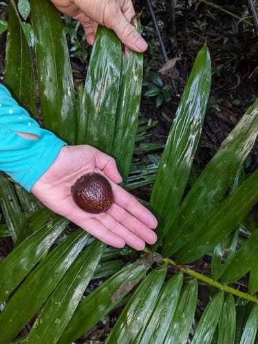 Salacca zalacca (Salak palm) — photo