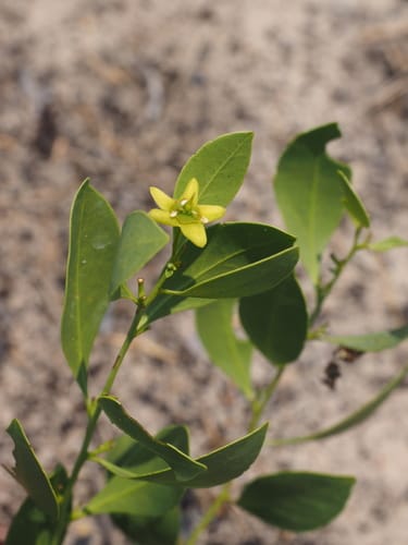 Salacia bussei — photo